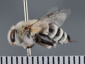  ( - PRAS3336)  @11 [ ] Unspecified (default): All Rights Reserved (2025) Pierre Rasmont University of Mons