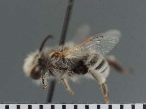  ( - PRAS3342)  @11 [ ] Unspecified (default): All Rights Reserved (2025) Pierre Rasmont University of Mons