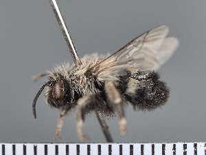  ( - PRAS3349)  @11 [ ] Unspecified (default): All Rights Reserved (2025) Pierre Rasmont University of Mons