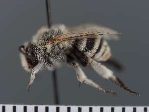  ( - PRAS3355)  @11 [ ] Unspecified (default): All Rights Reserved (2025) Pierre Rasmont University of Mons