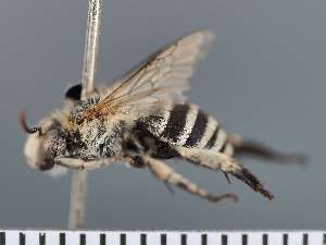  ( - PRAS3356)  @11 [ ] Unspecified (default): All Rights Reserved (2025) Pierre Rasmont University of Mons