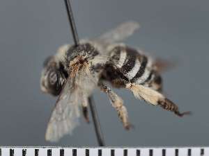  ( - PRAS3357)  @11 [ ] Unspecified (default): All Rights Reserved (2025) Pierre Rasmont University of Mons