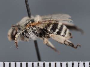  (Amegilla sp - PRAS3361)  @11 [ ] Unspecified (default): All Rights Reserved (2025) Pierre Rasmont University of Mons