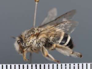  (Anthophora bifasciata - PRAS3367)  @11 [ ] Unspecified (default): All Rights Reserved (2025) Pierre Rasmont University of Mons