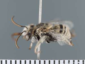  (Anthophora astragali - PRAS3374)  @11 [ ] Unspecified (default): All Rights Reserved (2025) Pierre Rasmont University of Mons