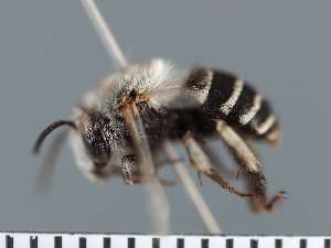  ( - PRAS3379)  @11 [ ] Unspecified (default): All Rights Reserved (2025) Pierre Rasmont University of Mons