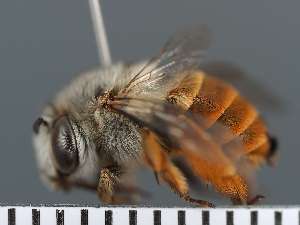  ( - PRAS3380)  @11 [ ] Unspecified (default): All Rights Reserved (2025) Pierre Rasmont University of Mons