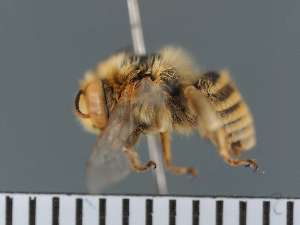  (Anthophora fayoumensis - PRAS3382)  @11 [ ] Unspecified (default): All Rights Reserved (2025) Pierre Rasmont University of Mons