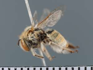  ( - PRAS3383)  @11 [ ] Unspecified (default): All Rights Reserved (2025) Pierre Rasmont University of Mons