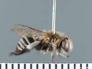  ( - PRAS3385)  @11 [ ] Unspecified (default): All Rights Reserved (2025) Pierre Rasmont University of Mons