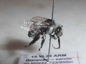  (Anthophora melanopyga - PRAS3388)  @11 [ ] Unspecified (default): All Rights Reserved (2025) Pierre Rasmont University of Mons