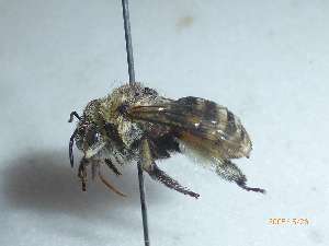  (Anthophora tarsidens - PRAS3389)  @11 [ ] Unspecified (default): All Rights Reserved (2025) Pierre Rasmont University of Mons