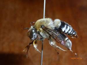  ( - PRAS3392)  @11 [ ] Unspecified (default): All Rights Reserved (2025) Pierre Rasmont University of Mons