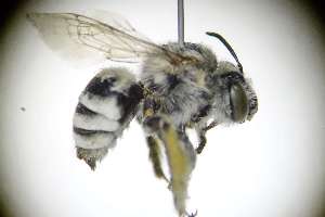  (Anthophora eburnea - PRAS3395)  @11 [ ] Unspecified (default): All Rights Reserved (2025) Pierre Rasmont University of Mons