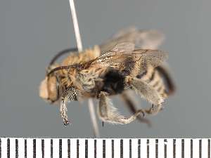  (Anthophora superans - PRAS3396)  @11 [ ] Unspecified (default): All Rights Reserved (2025) Pierre Rasmont University of Mons
