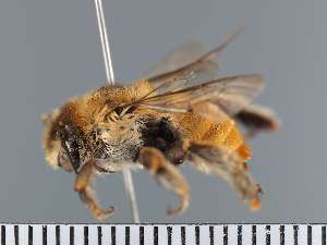  ( - PRAS3397)  @11 [ ] Unspecified (default): All Rights Reserved (2025) Pierre Rasmont University of Mons