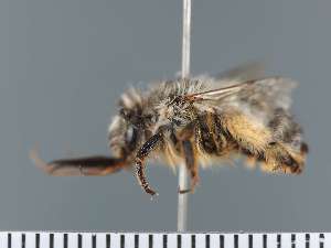  (Anthophora disparilis - PRAS3399)  @11 [ ] Unspecified (default): All Rights Reserved (2025) Pierre Rasmont University of Mons