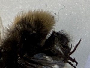  (Bombus novus - Supp_PHW_001_novus)  @11 [ ] nrr (2025) Guillaume Ghisbain University of Mons