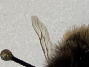  (Bombus coreanus - Supp_PHW_002_coreanus)  @11 [ ] nrr (2025) Guillaume Ghisbain University of Mons