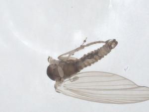  ( - CBG-A20809-A11)  @11 [ ] CreativeCommons - Attribution Share - Alike (2023) Centre for Biodiversity Genomics Centre for Biodiversity Genomics