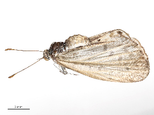  ( - CBG-B02487-A08)  @11 [ ] CreativeCommons - Attribution Share - Alike (2025) CBG Photography Group Centre for Biodiversity Genomics