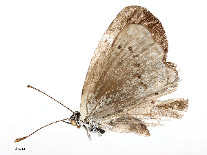  ( - CBG-B02487-A10)  @11 [ ] CreativeCommons - Attribution Share - Alike (2025) CBG Photography Group Centre for Biodiversity Genomics