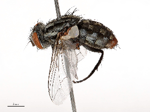  ( - CBG-B02487-C03)  @11 [ ] CreativeCommons - Attribution Share - Alike (2025) CBG Photography Group Centre for Biodiversity Genomics