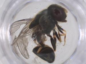  ( - CBG-B03914-D10)  @11 [ ] CreativeCommons - Attribution Share - Alike (2025) Centre for Biodiversity Genomics Centre for Biodiversity Genomics