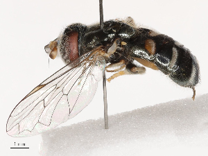  ( - CBG-B03939-A02)  @11 [ ] CreativeCommons - Attribution Share - Alike (2025) CBG Photography Group Centre for Biodiversity Genomics