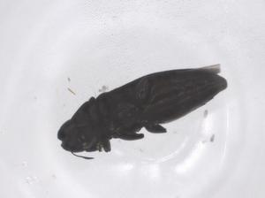  ( - CBG-B04065-H02)  @11 [ ] CreativeCommons - Attribution Share - Alike (2025) Centre for Biodiversity Genomics Centre for Biodiversity Genomics