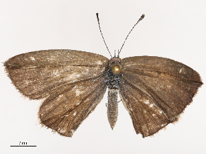  ( - CBG-B04129-A03)  @11 [ ] CreativeCommons - Attribution Share - Alike (2025) CBG Photography Group Centre for Biodiversity Genomics