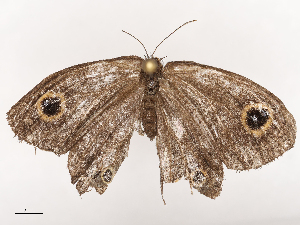  ( - CBG-B04129-A04)  @11 [ ] CreativeCommons - Attribution Share - Alike (2025) CBG Photography Group Centre for Biodiversity Genomics