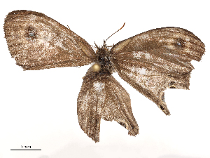  ( - CBG-B04129-A06)  @11 [ ] CreativeCommons - Attribution Share - Alike (2025) CBG Photography Group Centre for Biodiversity Genomics