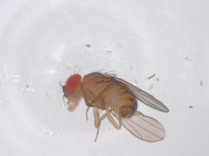  ( - CBG-B05074-C03)  @11 [ ] CreativeCommons - Attribution Share - Alike (2025) Centre for Biodiversity Genomics Centre for Biodiversity Genomics