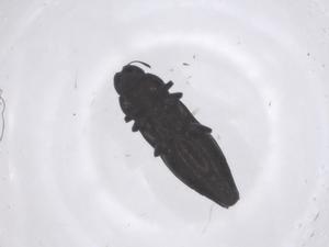  ( - CBG-B10079-D04)  @11 [ ] CreativeCommons - Attribution Share - Alike (2025) Centre for Biodiversity Genomics Centre for Biodiversity Genomics