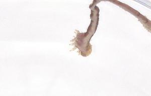  ( - CBG-B10585-B01)  @11 [ ] CreativeCommons - Attribution Share - Alike (2025) Centre for Biodiversity Genomics Centre for Biodiversity Genomics