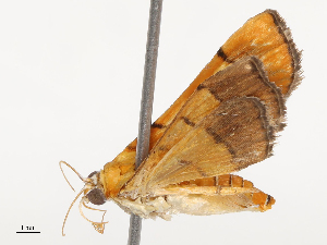  ( - CBG-B12983-F11)  @11 [ ] CreativeCommons - Attribution Share - Alike (2025) CBG Photography Group Centre for Biodiversity Genomics