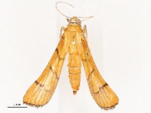  ( - CBG-B14779-E03)  @11 [ ] CreativeCommons - Attribution Share - Alike (2025) CBG Photography Group Centre for Biodiversity Genomics