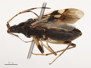  ( - CBG-B21226-A10)  @11 [ ] CreativeCommons - Attribution Share - Alike (2025) CBG Photography Group Centre for Biodiversity Genomics