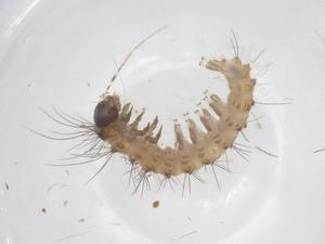  ( - CBG-B04027-F10)  @11 [ ] CreativeCommons - Attribution Share - Alike (2025) Centre for Biodiversity Genomics Centre for Biodiversity Genomics