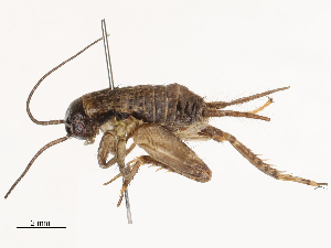  ( - CBG-B04119-F01)  @11 [ ] CreativeCommons - Attribution Share - Alike (2025) CBG Photography Group Centre for Biodiversity Genomics