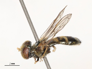  ( - CBG-B04130-F03)  @11 [ ] CreativeCommons - Attribution Share - Alike (2025) CBG Photography Group Centre for Biodiversity Genomics