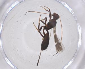  (Platyspathius clymene - CBG-B05069-F03)  @11 [ ] CreativeCommons - Attribution Share - Alike (2025) Centre for Biodiversity Genomics Centre for Biodiversity Genomics