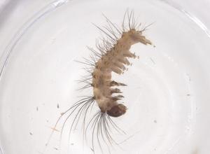  ( - CBG-B05096-H07)  @11 [ ] CreativeCommons - Attribution Share - Alike (2025) Centre for Biodiversity Genomics Centre for Biodiversity Genomics