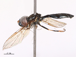  (Allobaccha brevis - CBG-B08466-C07)  @11 [ ] CreativeCommons - Attribution Share - Alike (2025) CBG Photography Group Centre for Biodiversity Genomics
