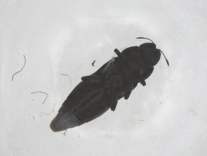  ( - CBG-B08477-E07)  @11 [ ] CreativeCommons - Attribution Share - Alike (2025) Centre for Biodiversity Genomics Centre for Biodiversity Genomics