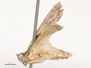  ( - CBG-B14768-B04)  @11 [ ] CreativeCommons - Attribution Share - Alike (2025) CBG Photography Group Centre for Biodiversity Genomics