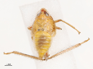  ( - CBG-B04120-F04)  @11 [ ] CreativeCommons - Attribution Share - Alike (2025) CBG Photography Group Centre for Biodiversity Genomics