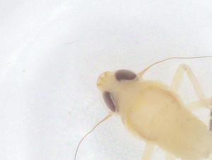  ( - CBG-B21012-C06)  @11 [ ] CreativeCommons - Attribution Share - Alike (2025) Centre for Biodiversity Genomics Centre for Biodiversity Genomics