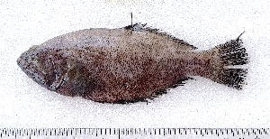  ( - E14-1)  @11 [ ] Copyright © (2053) JULIET AMA MAWUSI KOUDONU University of Ghana